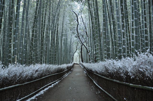 雪化粧した京都嵐山の竹林