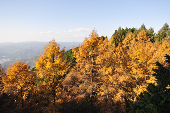 比叡山ロープウェイからの紅葉