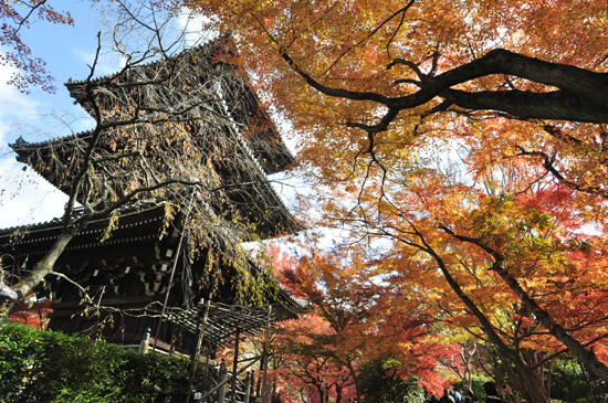 真如堂の紅葉：三重塔