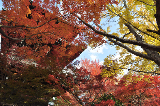 紅葉と三重塔