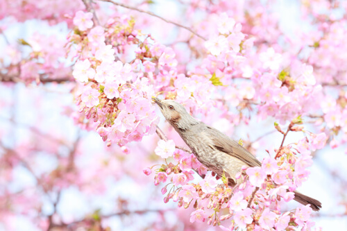 春のうぐいす