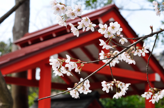 車折神社の桜