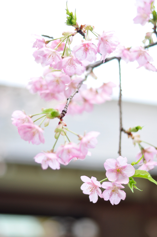 京都の早咲きの桜