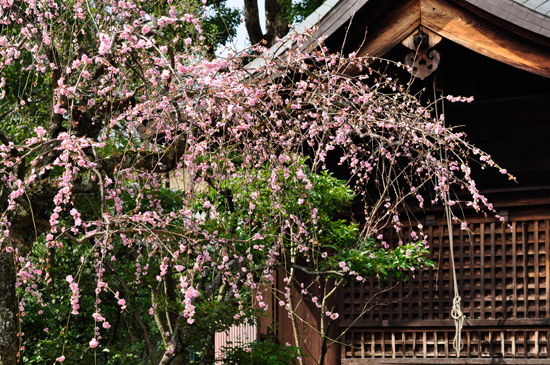 京都の桜