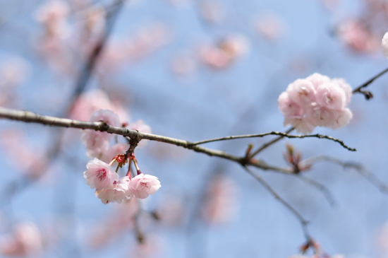 京都の可愛い桜