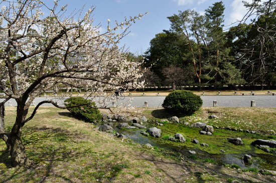 京都御苑の川と梅