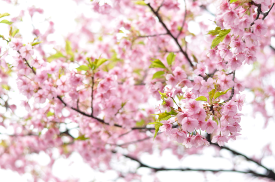 車折神社の桜