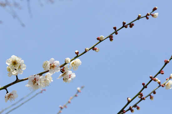 京都御苑の白い梅と青い空