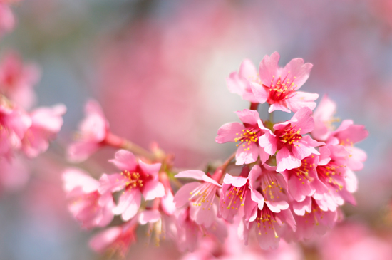 鴨川河川敷の桜