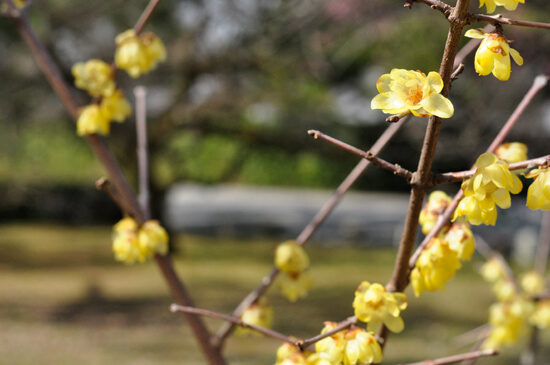 京都御苑　蝋梅