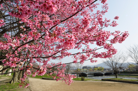 鴨川の桜