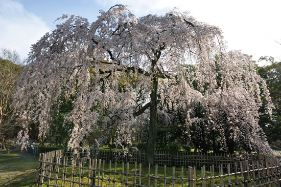 京都御苑・京都御所：桜