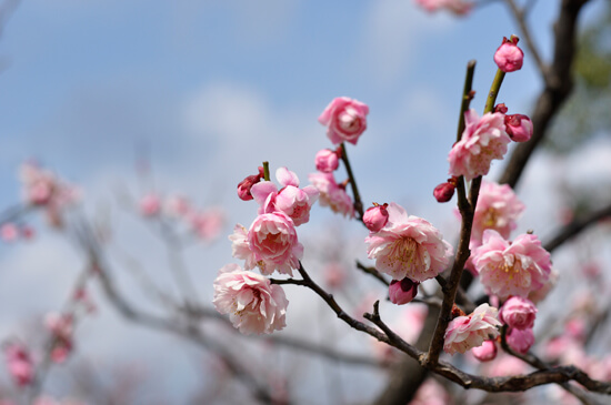 梅と空