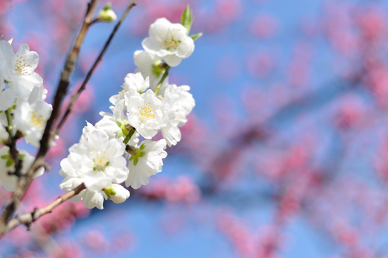 白く美しい京都御苑の桃