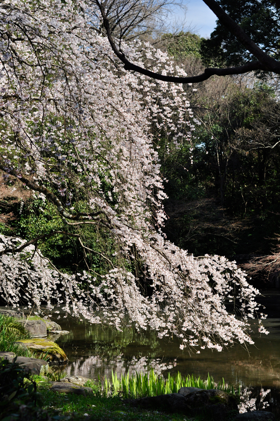 近衛邸跡近くの池に映る桜。