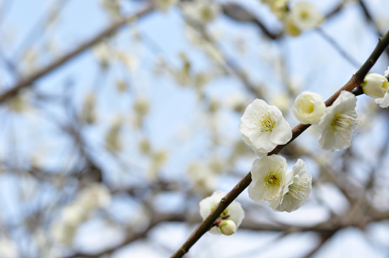 北野天満宮には1本の木から、赤い花と白い花が咲いている木があります。是非、探してみてください。