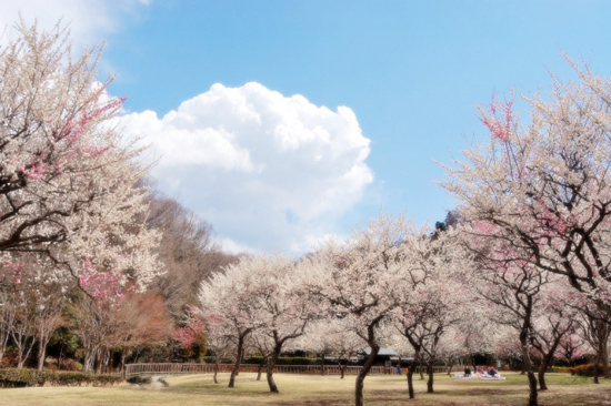 咲き乱れる花