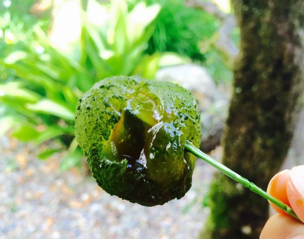 抹茶わらび餅