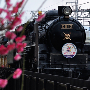 梅小路公園は京都水族館のすぐ近く 京都観光のついでに梅鑑賞 お茶の豆知識と全国の抹茶スイーツ情報